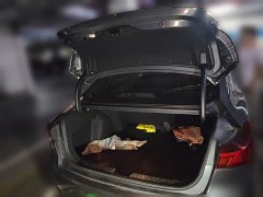 Changan EADO PLUS Blue Whale NE 1.4T GDI DCT Premium Edition - фото 10