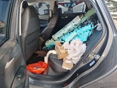 Changan 1.5T 500BarPremium Version - фото 13