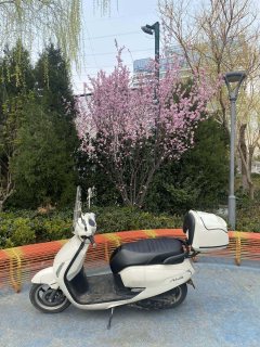 Sundiro Honda NS125LA - фото 5
