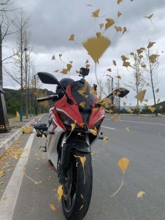 QJMOTOR SRK 250 - фото 3