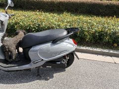 SYM Fiddle 125 cc - фото 8