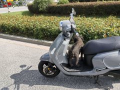 SYM Fiddle 125 cc - фото 9