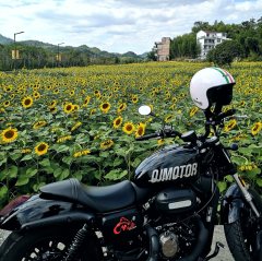 QJMOTOR 300 - фото 1
