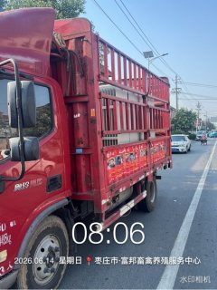 Foton Ollin Jiyun 156 hp 4X2 4.18 m - фото 1