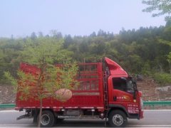 SINOTRUK HOWO Light Duty Truck Royal Faction 160 hp 4X2 4.15 m - фото 4