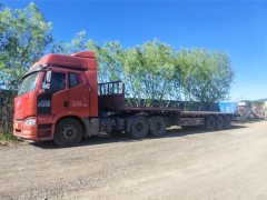 FAW Jiefang J6P 550 hp 6X4 - фото 1